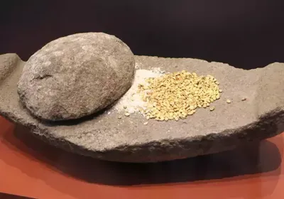 Oymaağaç Höyüğü kazılarında 3 bin yıllık fındık kabuğu bulundu