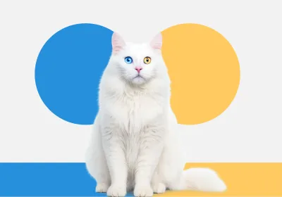 Gölün Mavisi Güneşin Sarısı