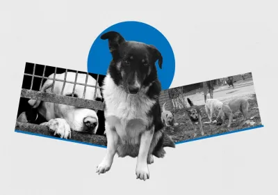 “Mutluymuş Gibi”