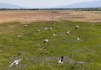 Afrika'dan yola çıkan leylekler Erzincan'da