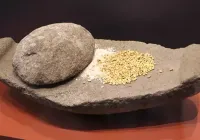 Oymaağaç Höyüğü kazılarında 3 bin yıllık fındık kabuğu bulundu