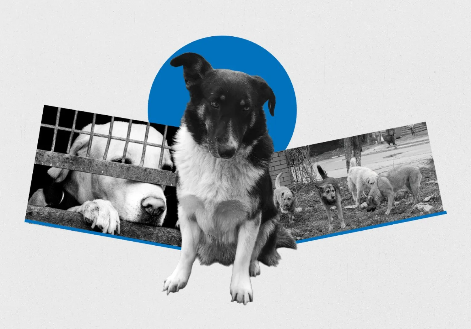 “Mutluymuş Gibi”